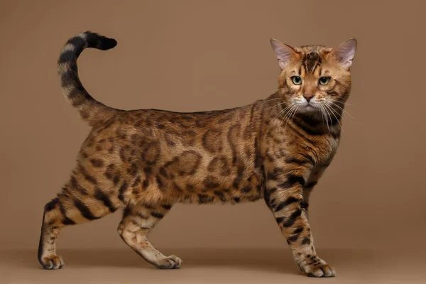 茶色の背景に立っている美しいベンガル猫 — ストック写真