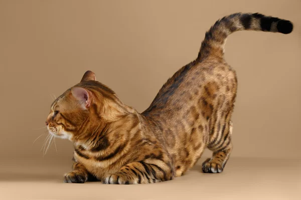 Бенгальский кот на фоне Брауна — стоковое фото