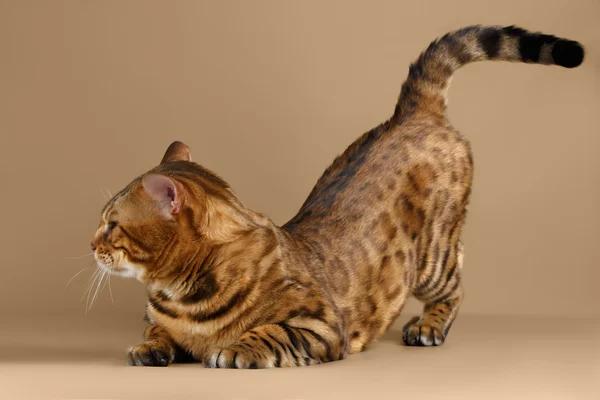 Bengalkatze auf braunem Hintergrund — Stockfoto