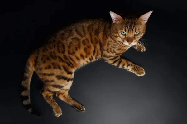 Top View of Bengal Cat — Stock Photo, Image