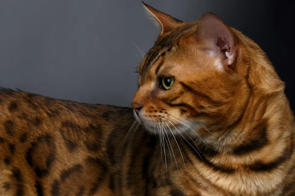 Gros plan Bengale Chat en colère — Photo