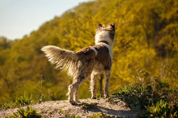 汚い犬が立っているアウトドア — ストック写真