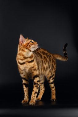 Bengal kedi merak seyir siyah arka plan üzerine geri