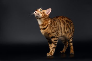 Bengal kedi ararken siyah arka plan üzerine