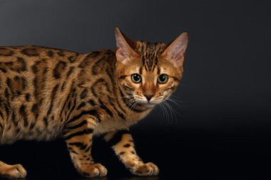 Bengal kedi merak seyir siyah arka plan üzerine fotoğraf