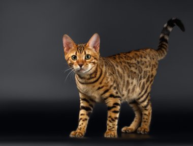 Bengal kedi merak seyir siyah arka plan üzerine fotoğraf