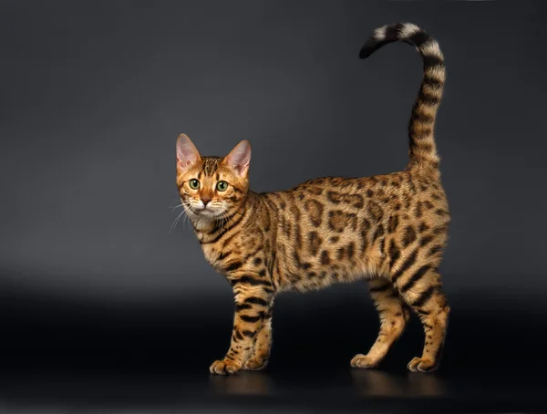 Bengal Cat Curious Looking in Camera on Black background — Stock Photo, Image