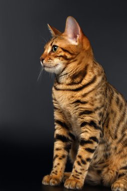 Bengal kedi siyah arka plan üzerine oturur