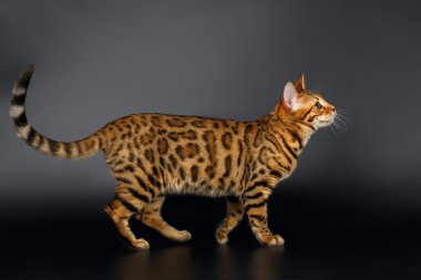 Bengal kedi ararken siyah arka plan üzerine