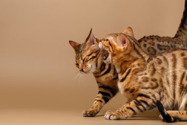 Tıslama iki Bengal Cats