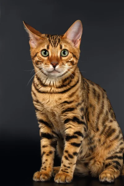 Bengala gato se sienta y curioso mirando en negro fondo — Foto de Stock