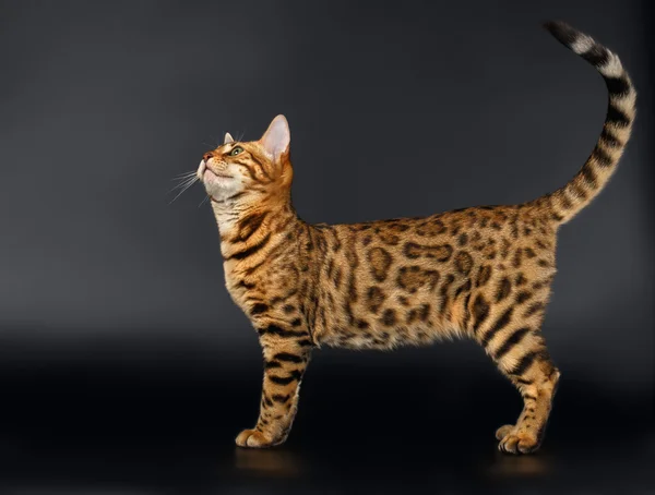 Bengalkatze schaut auf schwarzem Hintergrund auf — Stockfoto