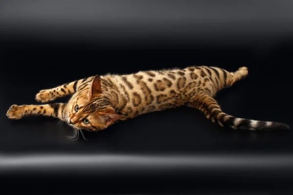 Bengal Cat Rest pe fundal negru — Fotografie, imagine de stoc