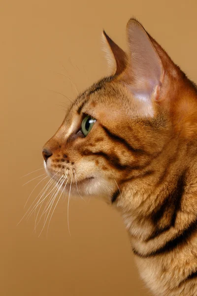 Крупный план Бенгальский кот на странице Профиль — стоковое фото
