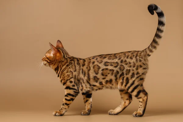 ベンガル猫は、縦断ビューで歩く — ストック写真