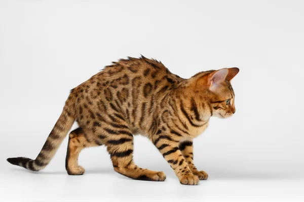 Bengal katt promenader på vit bakgrund — Stockfoto