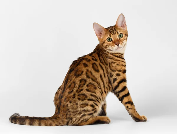 Bengal Cat on White background and Looking in camera — Stock Photo, Image