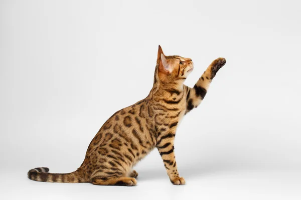 Bengal Cat Raising up Paw on White background — Stock Photo, Image