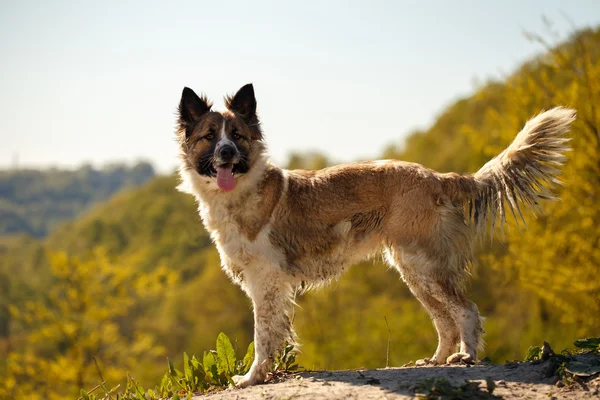 Sujo cão fica ao ar livre — Fotografia de Stock