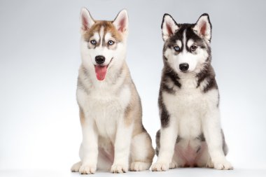 İki Siberian dış yapraklar üzerinde beyaz izole köpek yavrusu