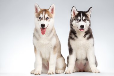 İki Siberian dış yapraklar üzerinde beyaz izole köpek yavrusu