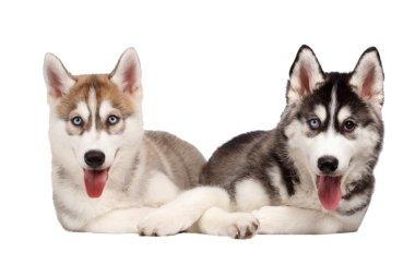 İki Siberian dış yapraklar üzerinde beyaz izole köpek yavrusu