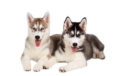 İki Siberian dış yapraklar üzerinde beyaz izole köpek yavrusu
