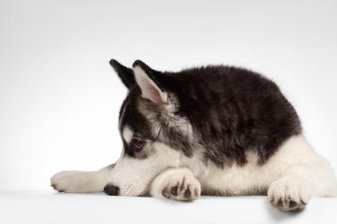 Sibirya Husky köpek yavrusu yalanlar üzerine beyaz