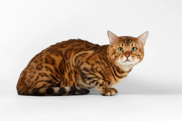 Gato de Bengala sobre fondo blanco y mirando en cámara — Foto de Stock