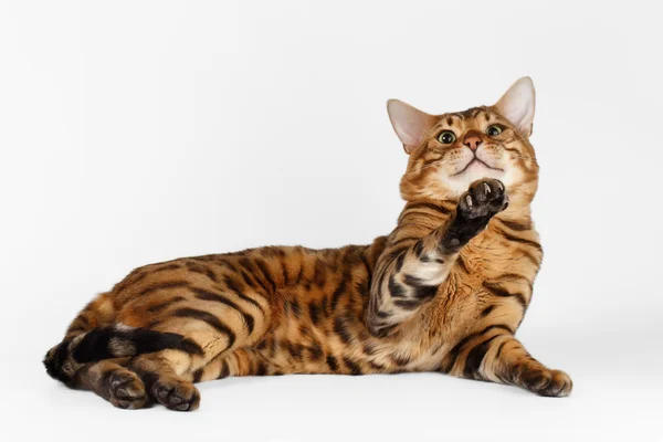 Gato de Bengala sobre fondo blanco y mirando en cámara — Foto de Stock