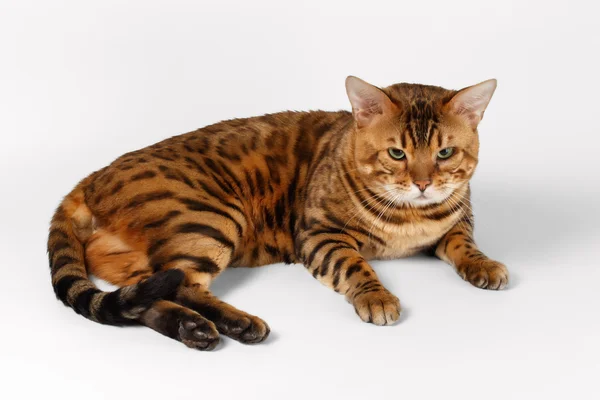 Bengal Cat on White background and Looking in camera — Stock Photo, Image