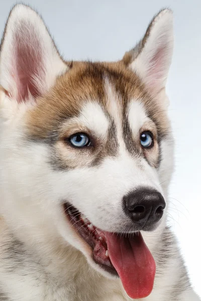 Крупный план Сибирский хаски щенок на белом — стоковое фото
