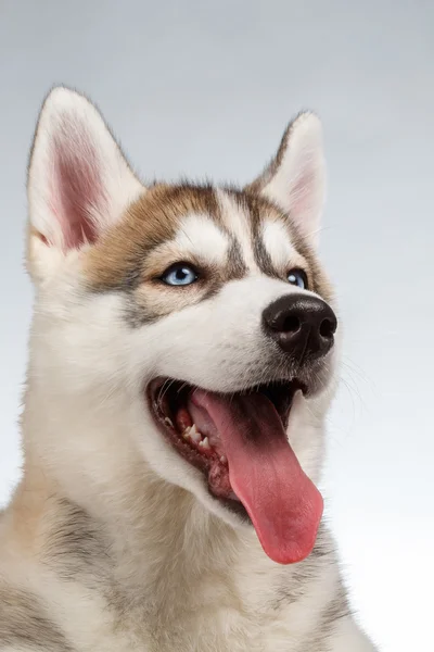 Primer plano Siberian Husky Puppy Mirando hacia arriba en blanco —  Fotos de Stock