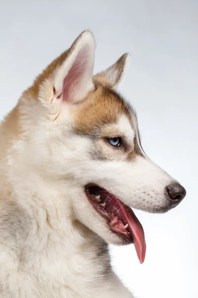 Closeup sibiřský Husky štěně na bílém pozadí — Stock fotografie