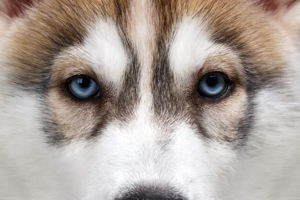 Closeup Blue Eyes Siberische Husky pup — Stockfoto