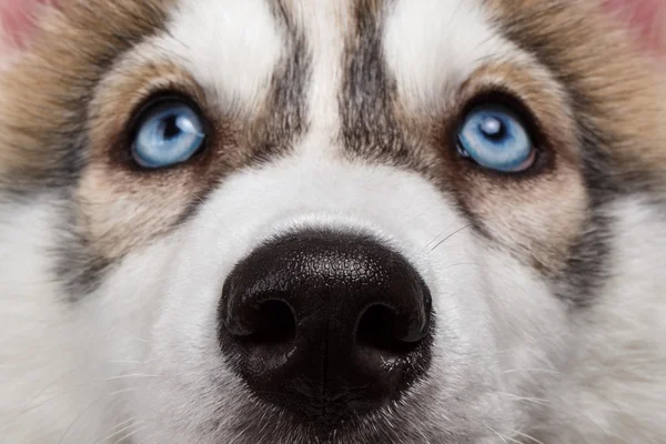 Närbild Blue Eyes Siberian Husky valp — Stockfoto
