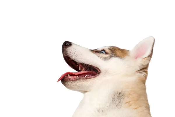Closeup sibiřský Husky štěně až na bílém pozadí — Stock fotografie
