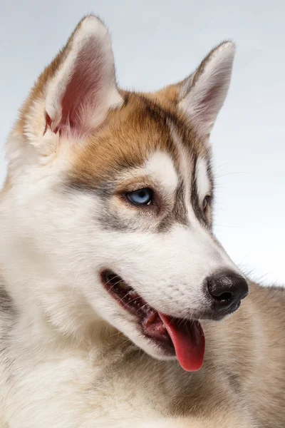 Primo piano Siberian Husky Puppy su Bianco — Foto Stock
