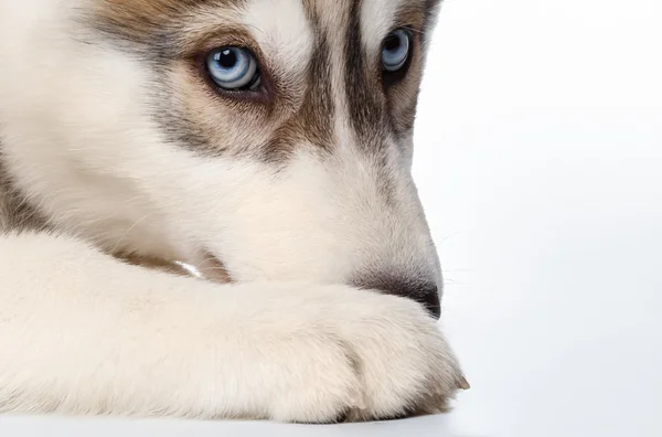 Zbliżenie Siberian Husky szczeniaka na biały — Zdjęcie stockowe