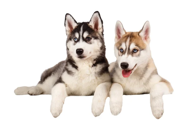 Dwa Siberian Husky szczeniaka na białym tle — Zdjęcie stockowe