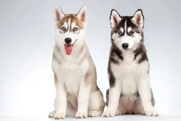 ホワイトに分離された 2 つのシベリアン ハスキー子犬 — ストック写真