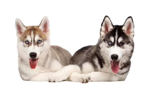 Zwei sibirische Huskywelpen isoliert auf weiß — Stockfoto