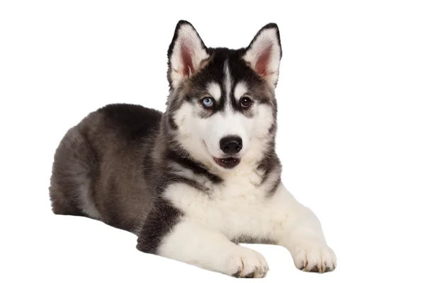 Siberische Husky pup ligt op wit — Stockfoto