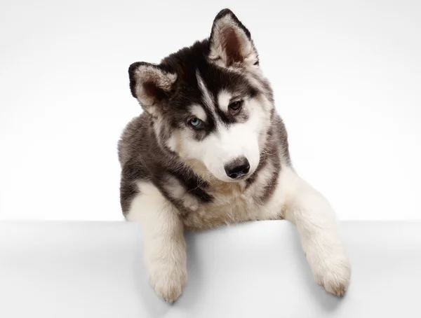 Siberian Husky cucciolo curioso guardando su bianco — Foto Stock