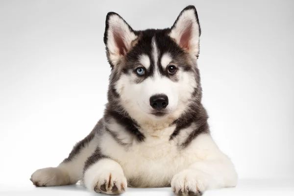 Siberische Husky pup ligt op wit — Stockfoto