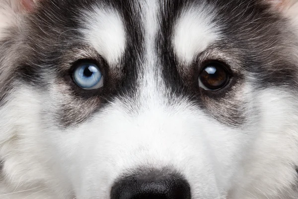 Primer plano siberiano Husky cachorro ojos diferentes — Foto de Stock