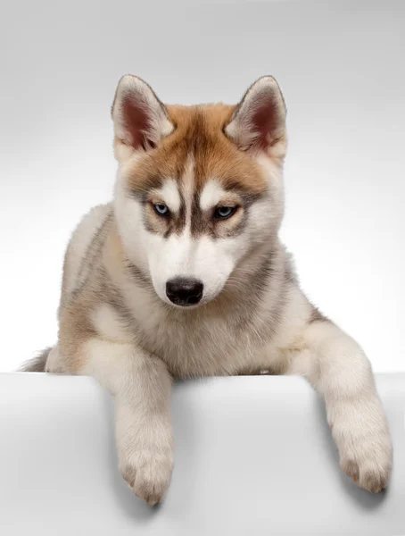 Сибирский хаски-щенок лжет на белом — стоковое фото