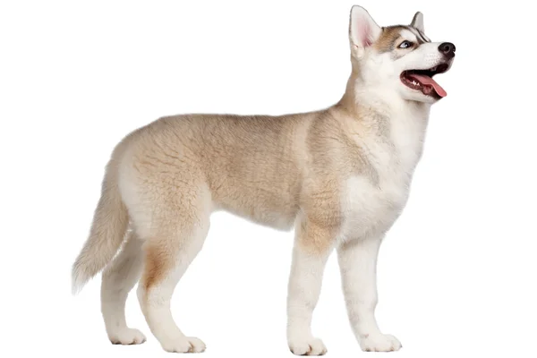 Sibirischer Husky-Welpe steht isoliert auf weißem — Stockfoto