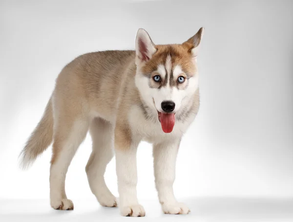 Sibirischer Husky-Welpe steht und schaut neugierig auf weiß — Stockfoto