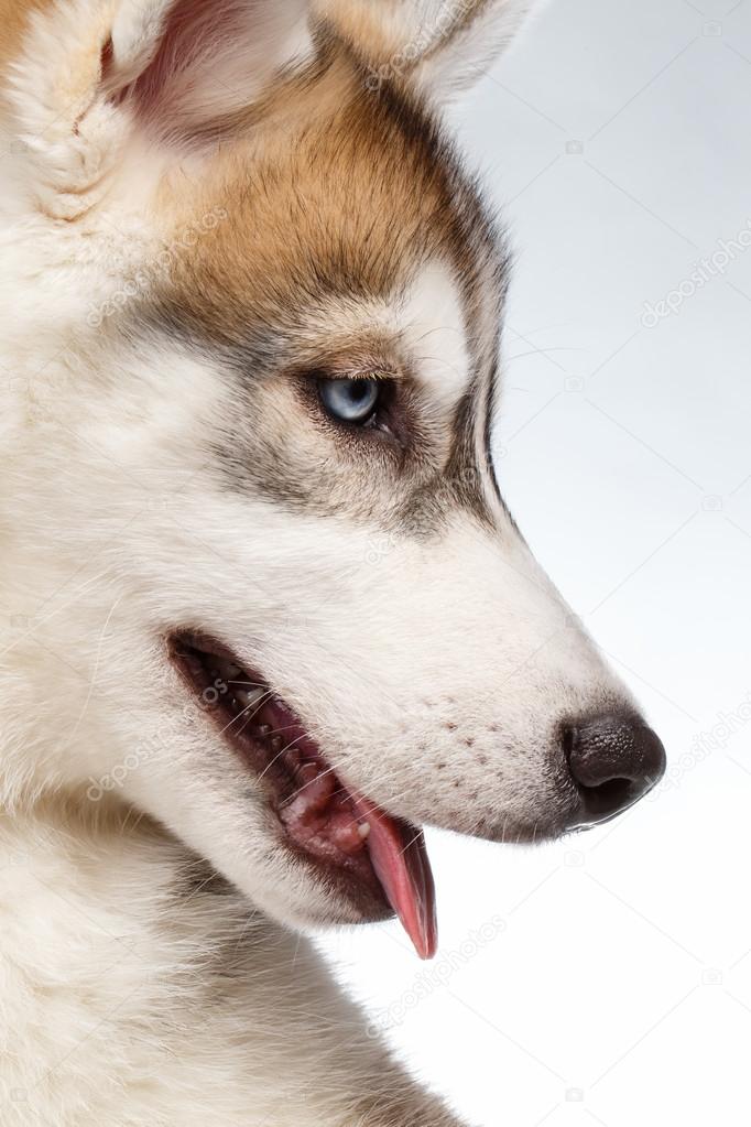 Closeup Siberian Husky Puppy on White